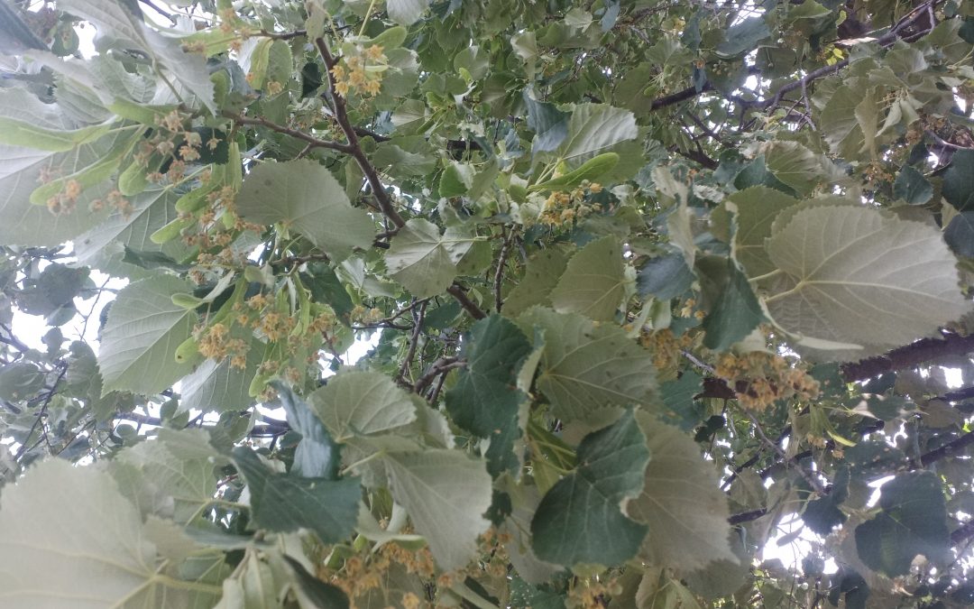 Tilleul argenté (tilia tomentosa)