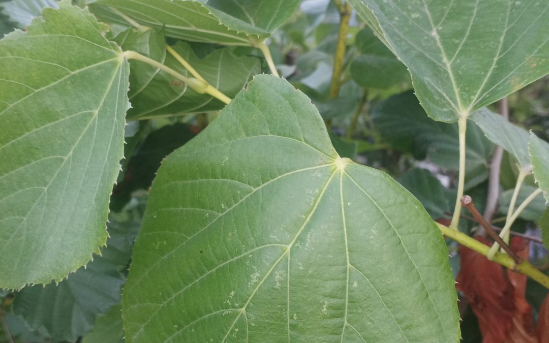 Tilleul de Crimée (tilia euchlora)