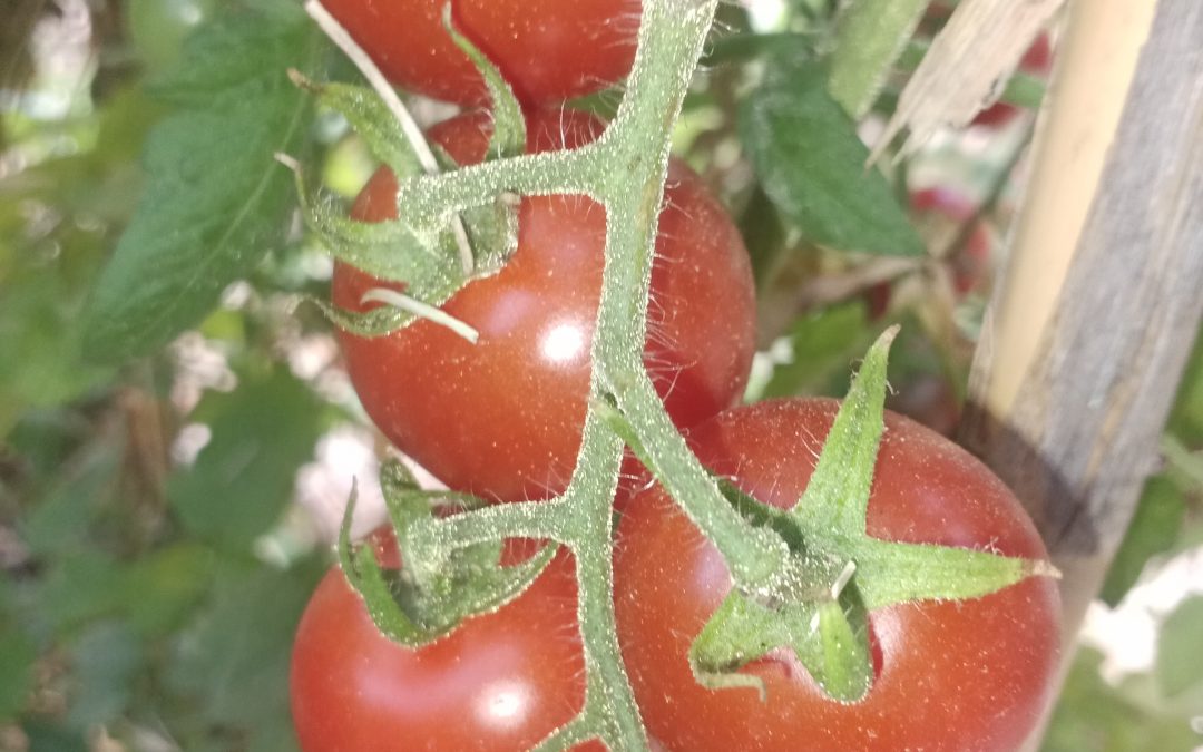 Délice du jardinier