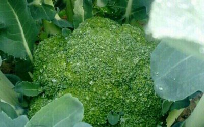 Chou-fleur vert de Macerata