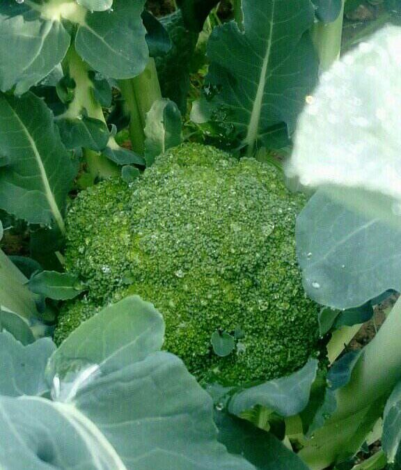 Chou-fleur vert de Macerata