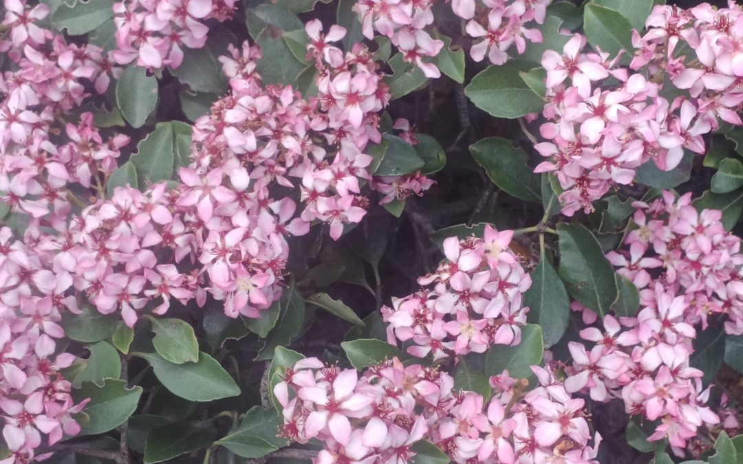 Raphiolepsis Delacourii Coates Crimson