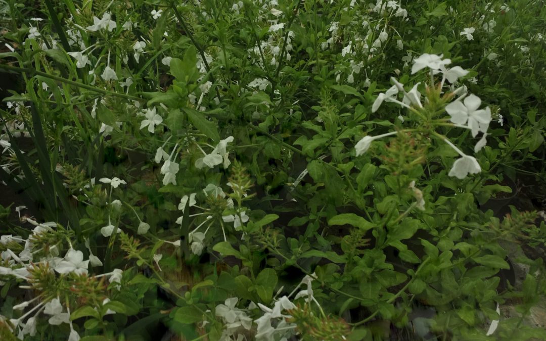 Plumbago blanc (Ceratostigma alba)