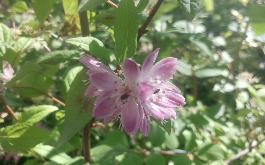 Deutzia « Pink pompon »