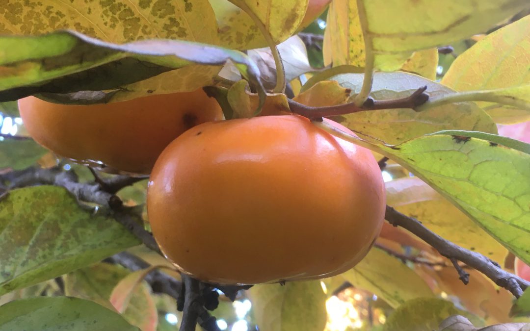 Kaki Fuyu (plaqueminier de Chine)