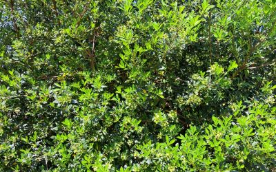 Pittosporum chinois (Pittosporum heterophyllum)