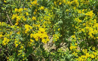 Genêt de Porlock (Genista Porlock)