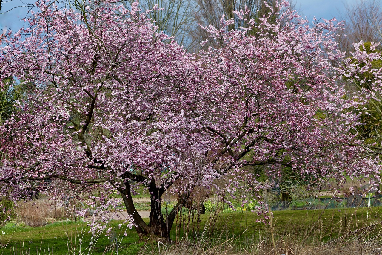 Amandier en fleurs Amandier en fleurs roses